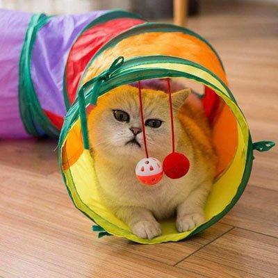 Tunnel pour chat de toutes couleurs chat dedans