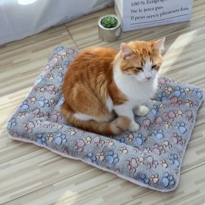 un chat assis Tapis chat marron et pattes devant fenêtre